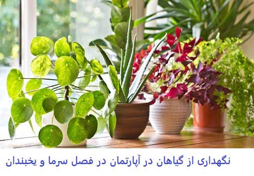 نگهداری گیاهان در زمستان