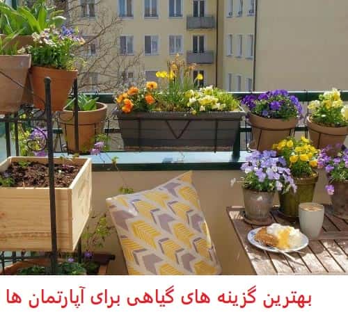 بهترین گیاهان برای رشد در آپارتمان